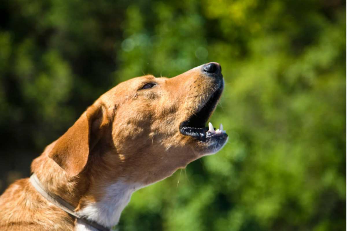 Se il tuo cane dà fastidio i vicini possono incastrarti così, lo svela l’avvocato (e son dolori)